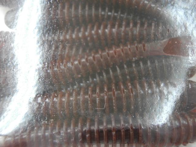 ライブインパクト2.5"#006コーラ