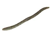 フリックシェイク3.8"グリパンゴビー