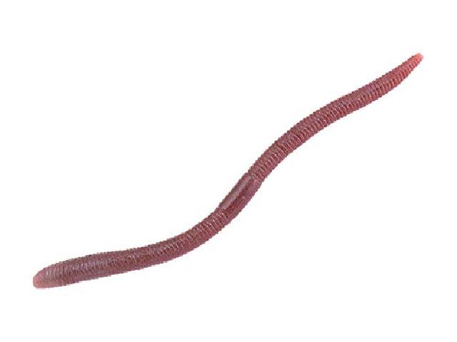フリックシェイク3.8"2トーンドバミミズ