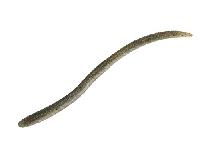 フリックシェイク3.8"2トーンマルハタメロンシャッド