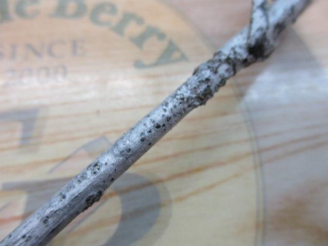 ムゲン ピュア船 195-150