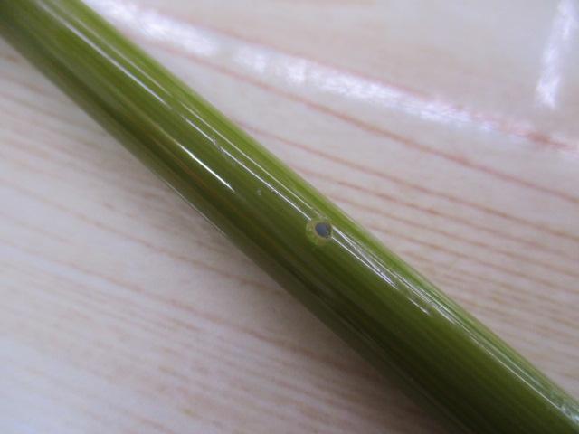 鯰人 NAZ-S65ML｜＠ベリーネット 日本最大新品中古釣具WEBショップ