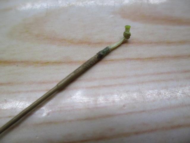 朱紋峰 ぬけさく 11