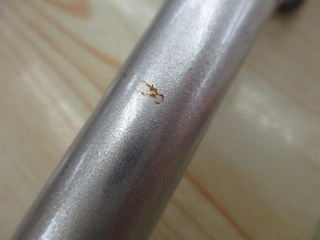 BB-Xデスピナ T1.5 48-53SI-NZ