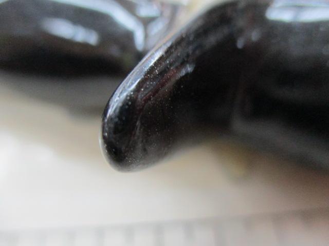 海人河豚150ライト