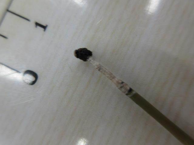 朱紋峰 飛ぬけ 15