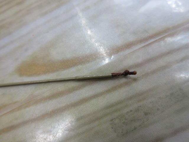 朱紋峰 飛ぬけ 19